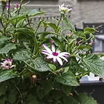 Gusmeroli Tirano